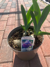 Load image into Gallery viewer, Iris Germanica Emma Louise (2 Litre Pot)
