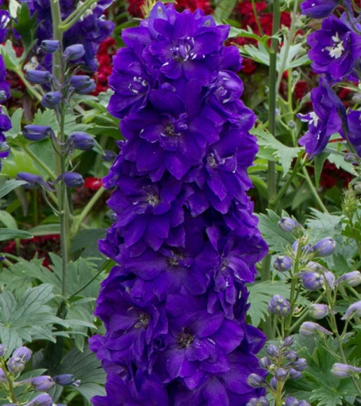 Delphinium Magic Fountains Dark Blue with Black Bee (2 Litre Pot)