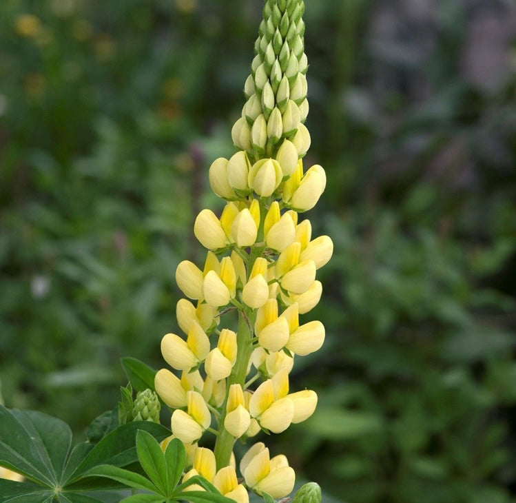 Lupin Legendary Yellow Shades (3 Litre Pot)