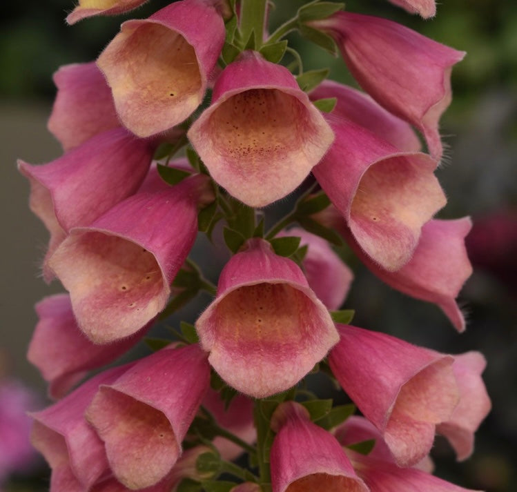 Digitalis ‘Arctic Fox Rose’ (Foxglove) (2 Litre Pot)