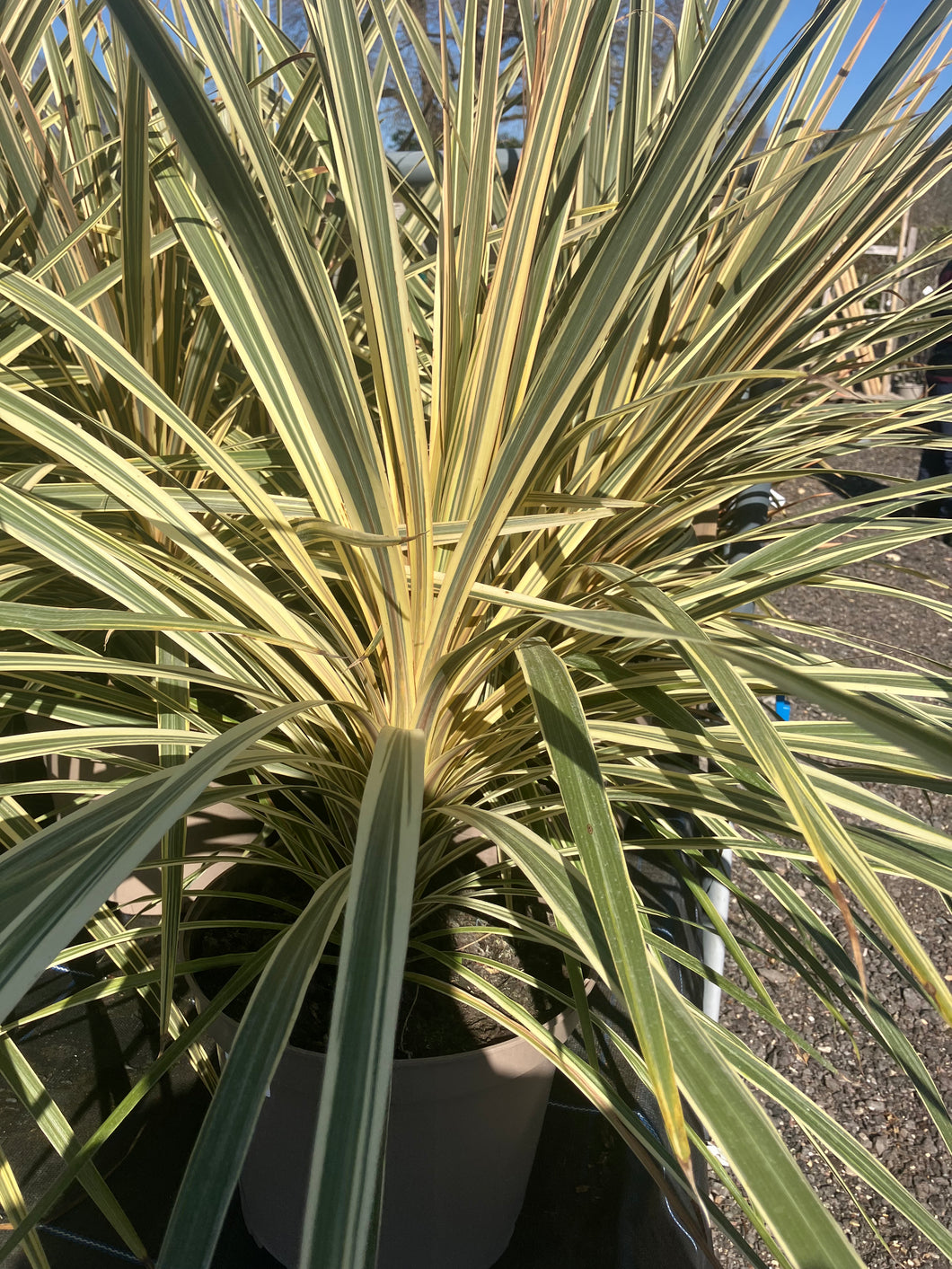 Phormium ‘Golden Ray’ (2 Litre Pot)