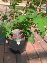 Load image into Gallery viewer, Dicentra Spectabils (3 Litre Pot)
