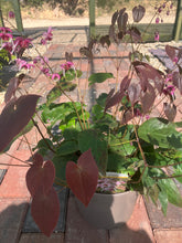 Load image into Gallery viewer, Epinedium Petty In Pink (2 Litre Pot)
