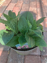 Load image into Gallery viewer, Digitalis ‘Arctic Fox Rose’ (Foxglove) (2 Litre Pot)
