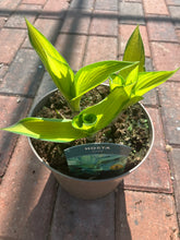 Load image into Gallery viewer, Hosta June (2 Litre Pot)
