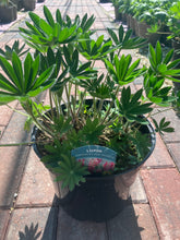 Load image into Gallery viewer, Lupin Legendary Red Shades (3 Litre Pot)
