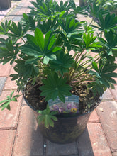 Load image into Gallery viewer, Lupin Legendary Blue Shades (3 Litre Pot)
