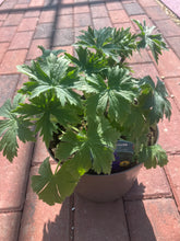 Load image into Gallery viewer, Delphinium Magic Fountains Dark Blue with Black Bee (2 Litre Pot)
