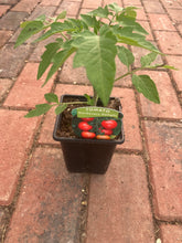 Load image into Gallery viewer, Tomato Gardern Delight
