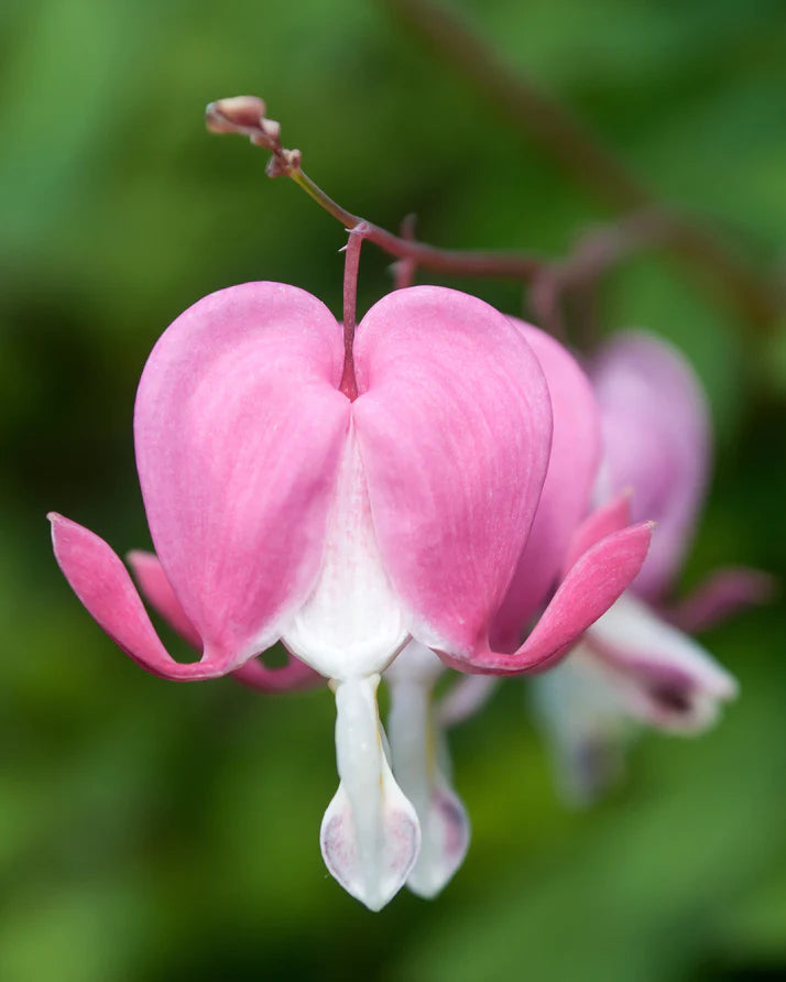 Dicentra Spectabils (3 Litre Pot)
