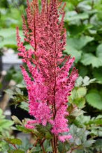 Load image into Gallery viewer, Astilbe Mighty Chocolate Cherry (3 Litre Pot)
