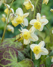 Load image into Gallery viewer, Epinedium Sulphureum (2 Litre Pot)
