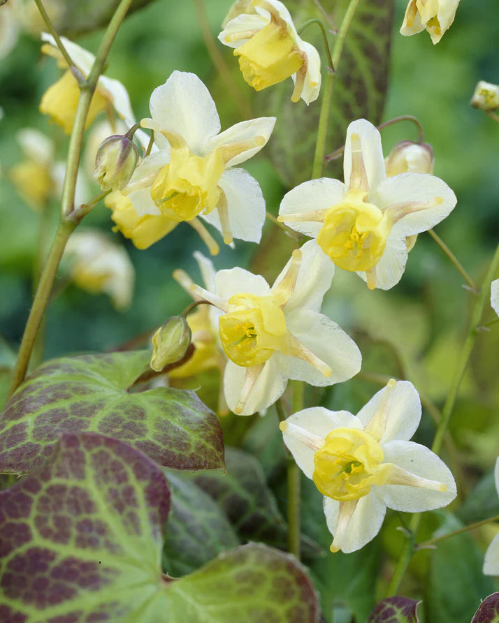 Epinedium Sulphureum (2 Litre Pot)