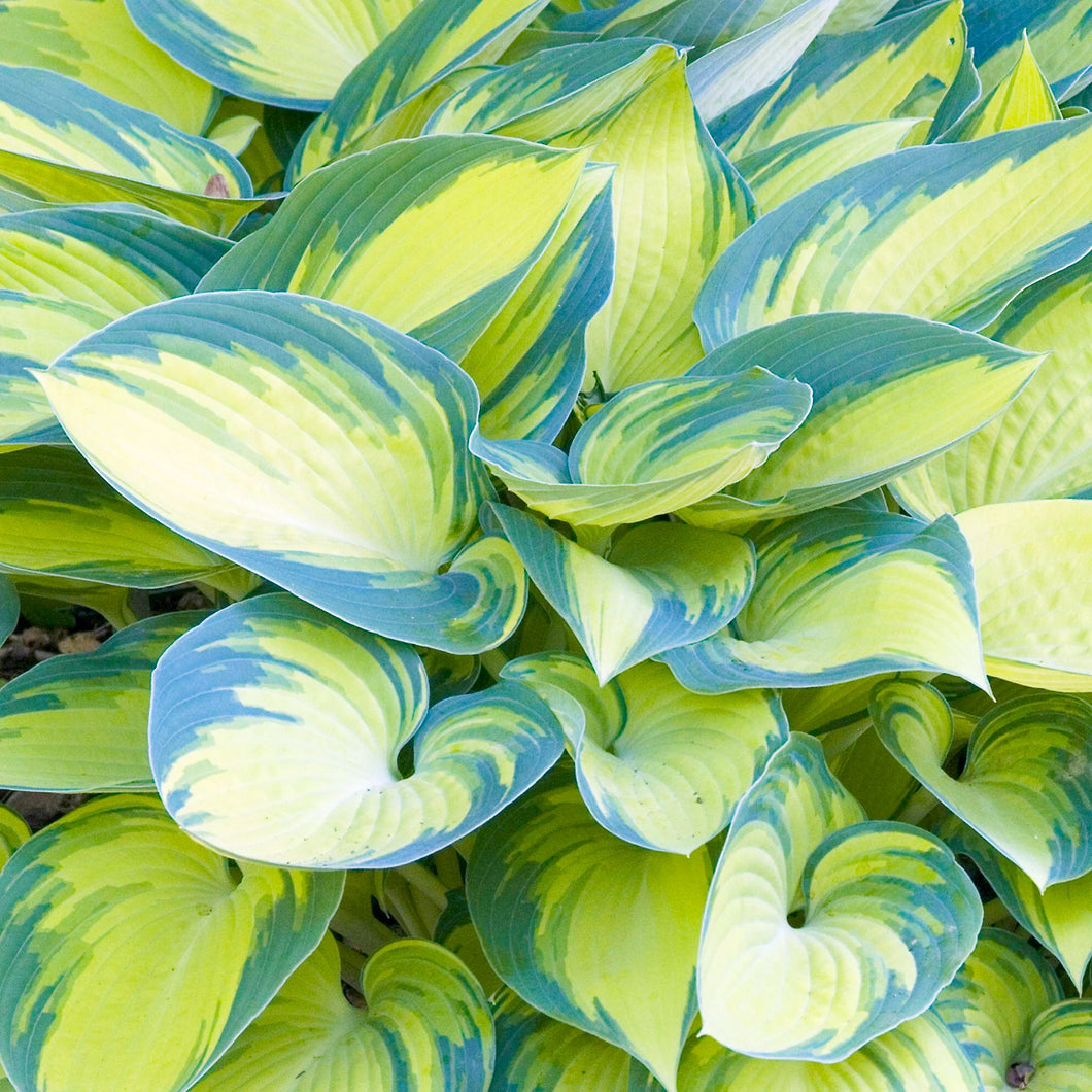 Hosta June (2 Litre Pot)
