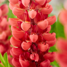 Load image into Gallery viewer, Lupin Legendary Red Shades (3 Litre Pot)
