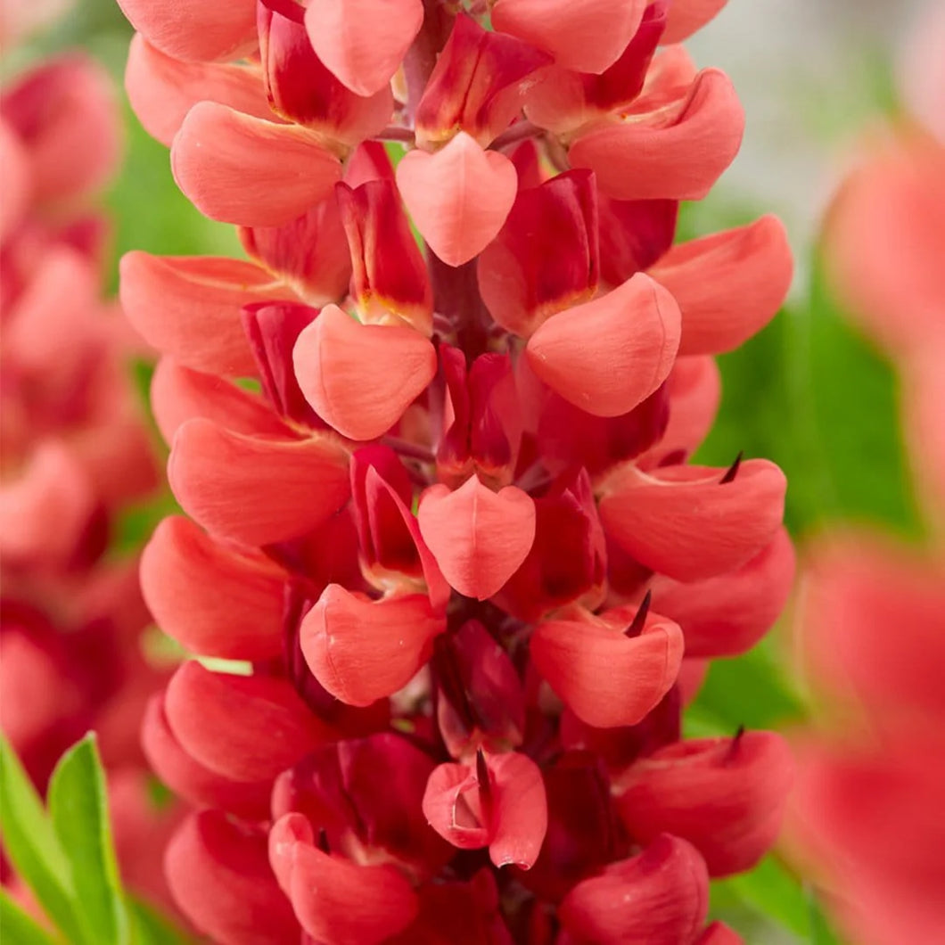 Lupin Legendary Red Shades (3 Litre Pot)