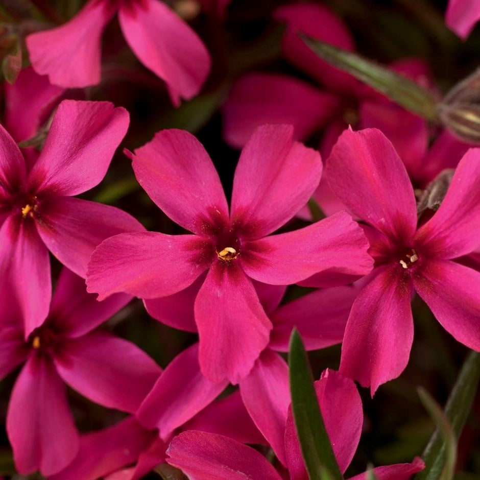 Phlox Scarlet Flame (2 Litre Pot)