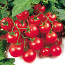 Load image into Gallery viewer, Tomato Gardern Delight
