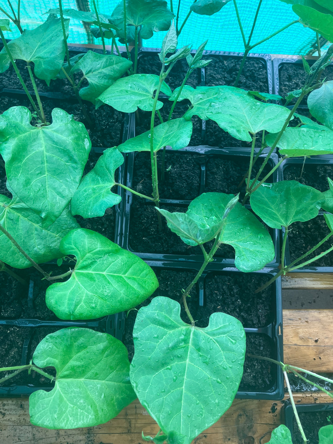 Runner Bean ‘Scarlet Emperor